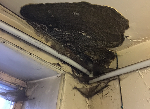 Wet and Dry Rot on ceiling