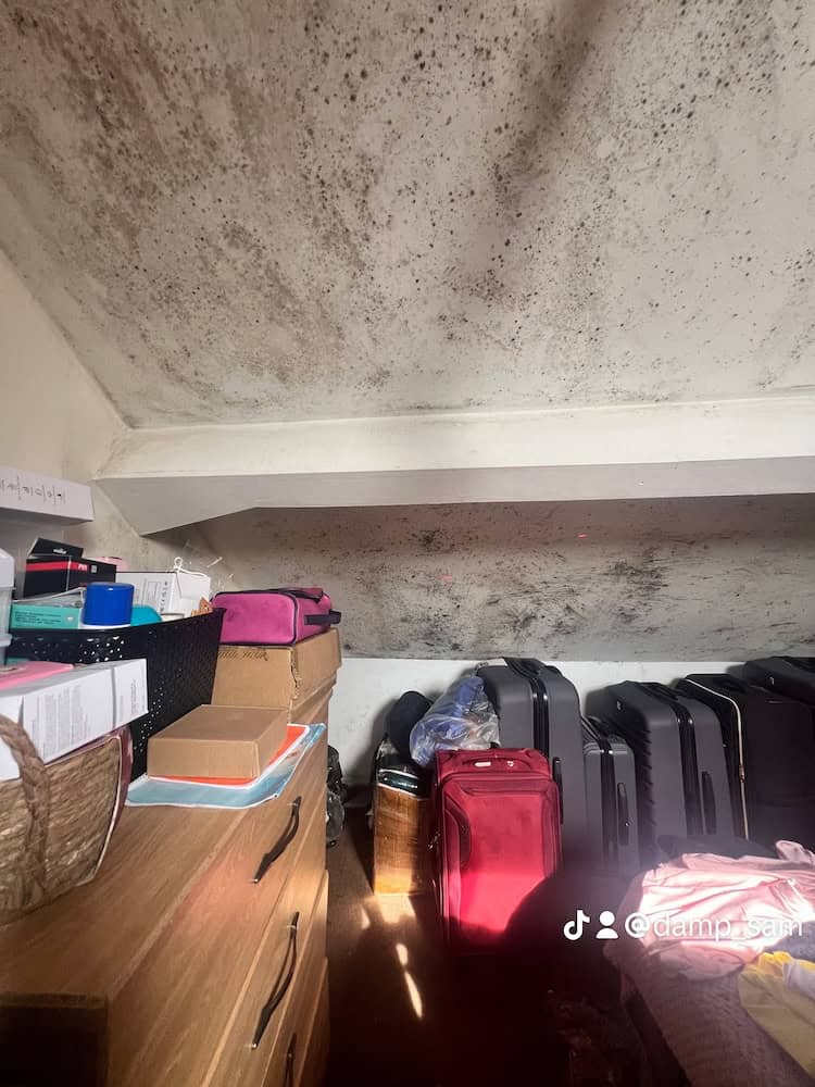 black mould discovered in a wombwell attic 1