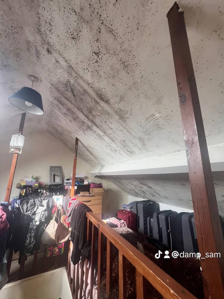 black mould discovered in a wombwell attic 4