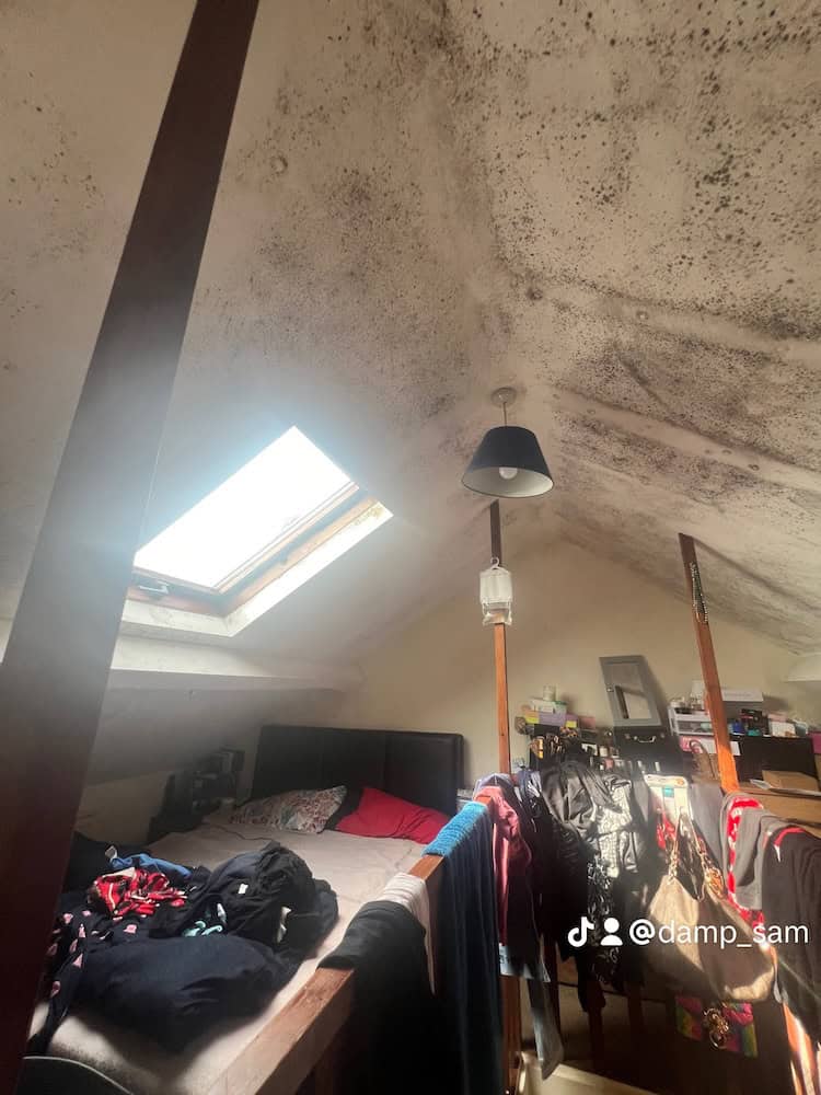 black mould discovered in a wombwell attic 5