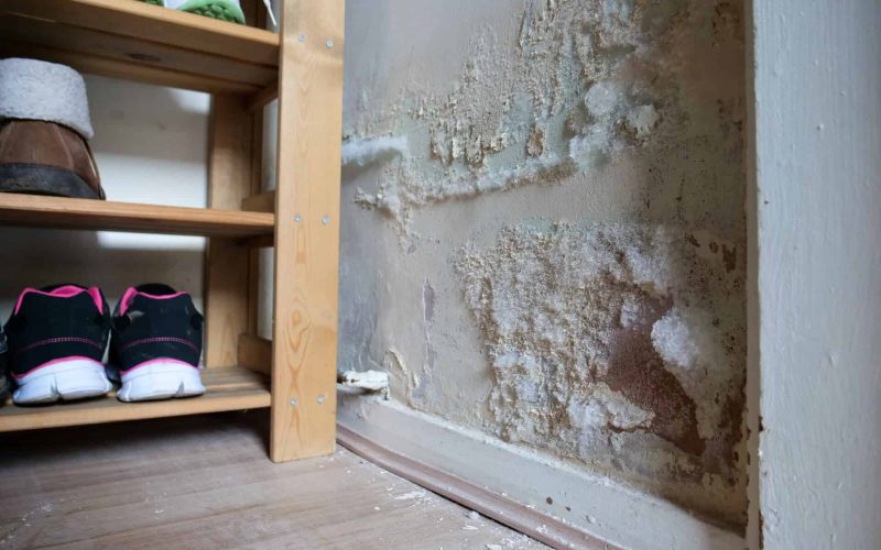 can you fix damp yourself