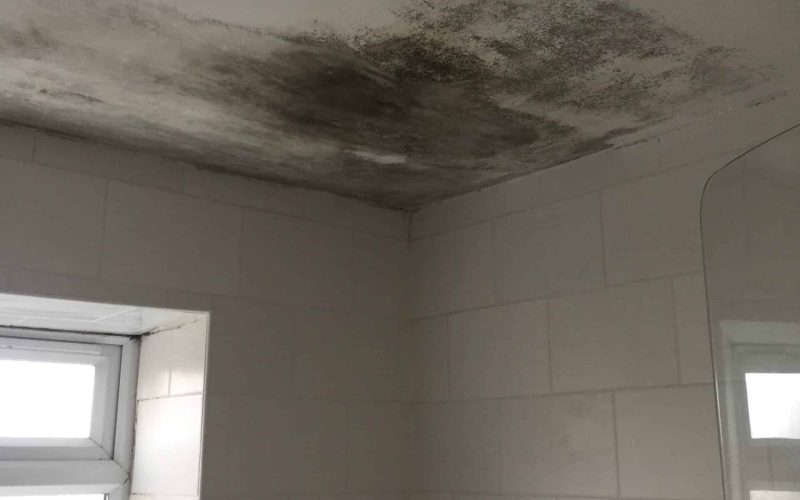 Black Spot Mould Common in Bathrooms